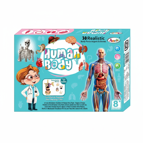 HUMAN BODY
